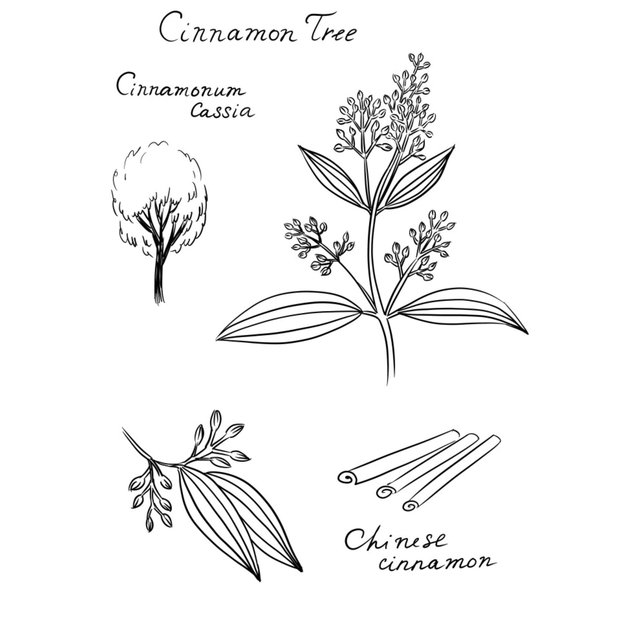 Cassia 10 ml, ätherisches Öl