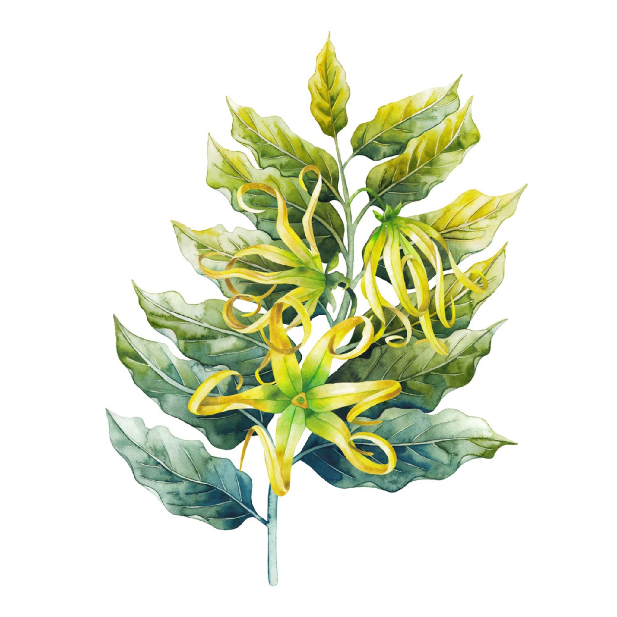 Ylang Ylang III 10 ml, ätherisches Öl