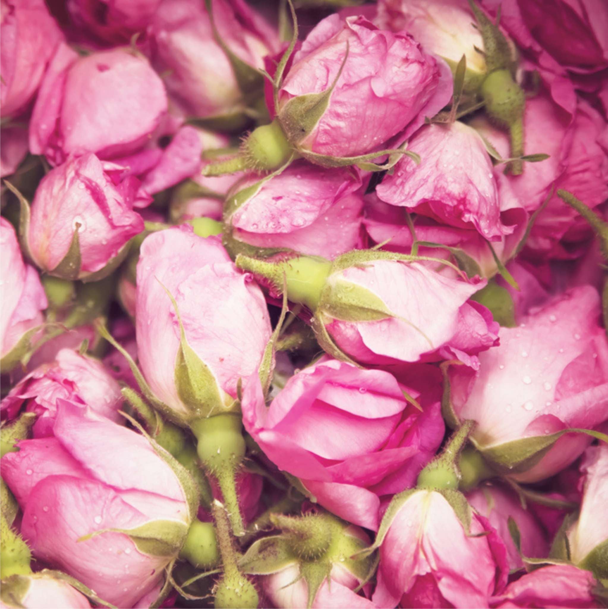 Rosenblüten Pulver 50 g
