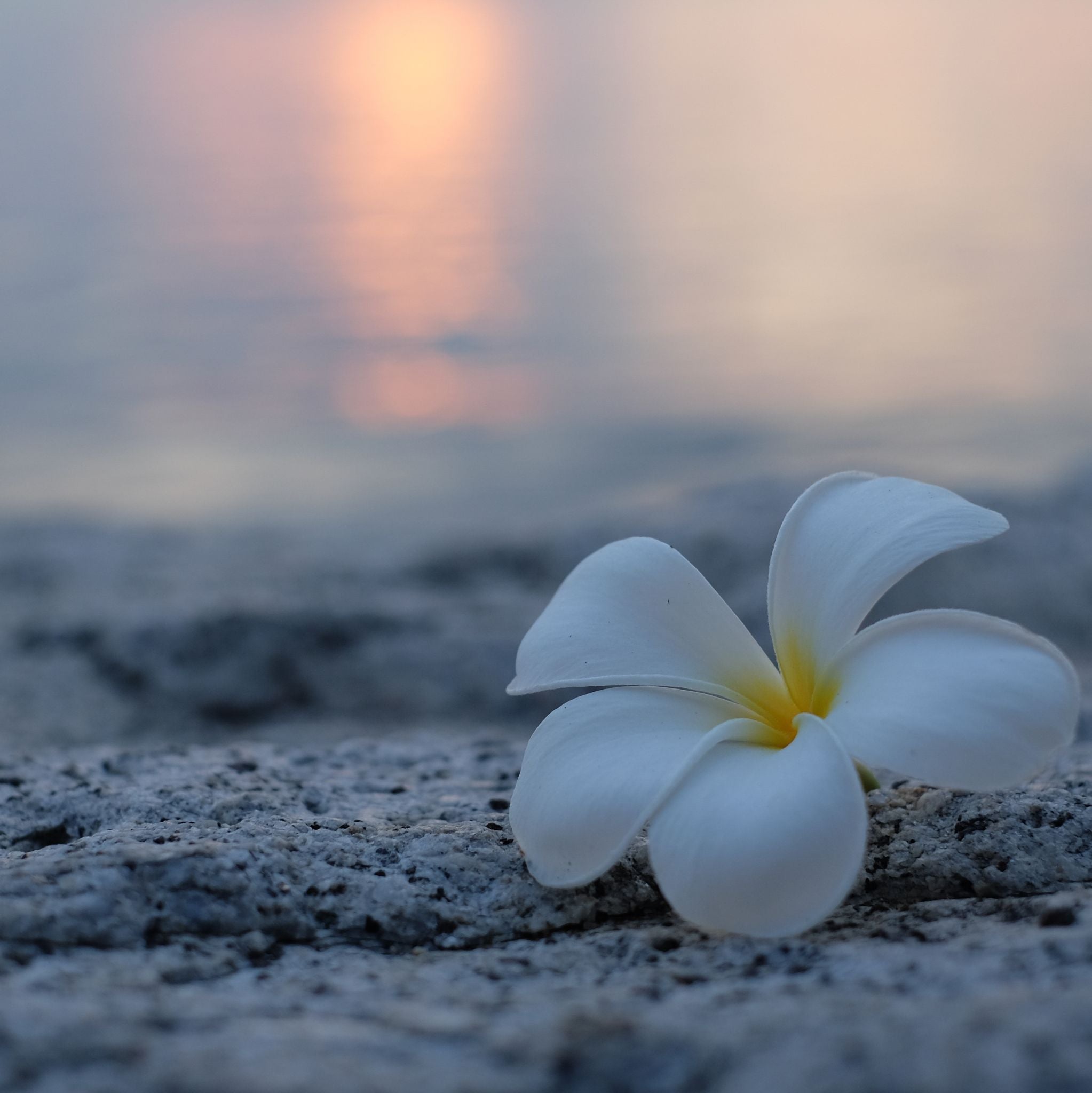 Frangipani Fragrance Oil