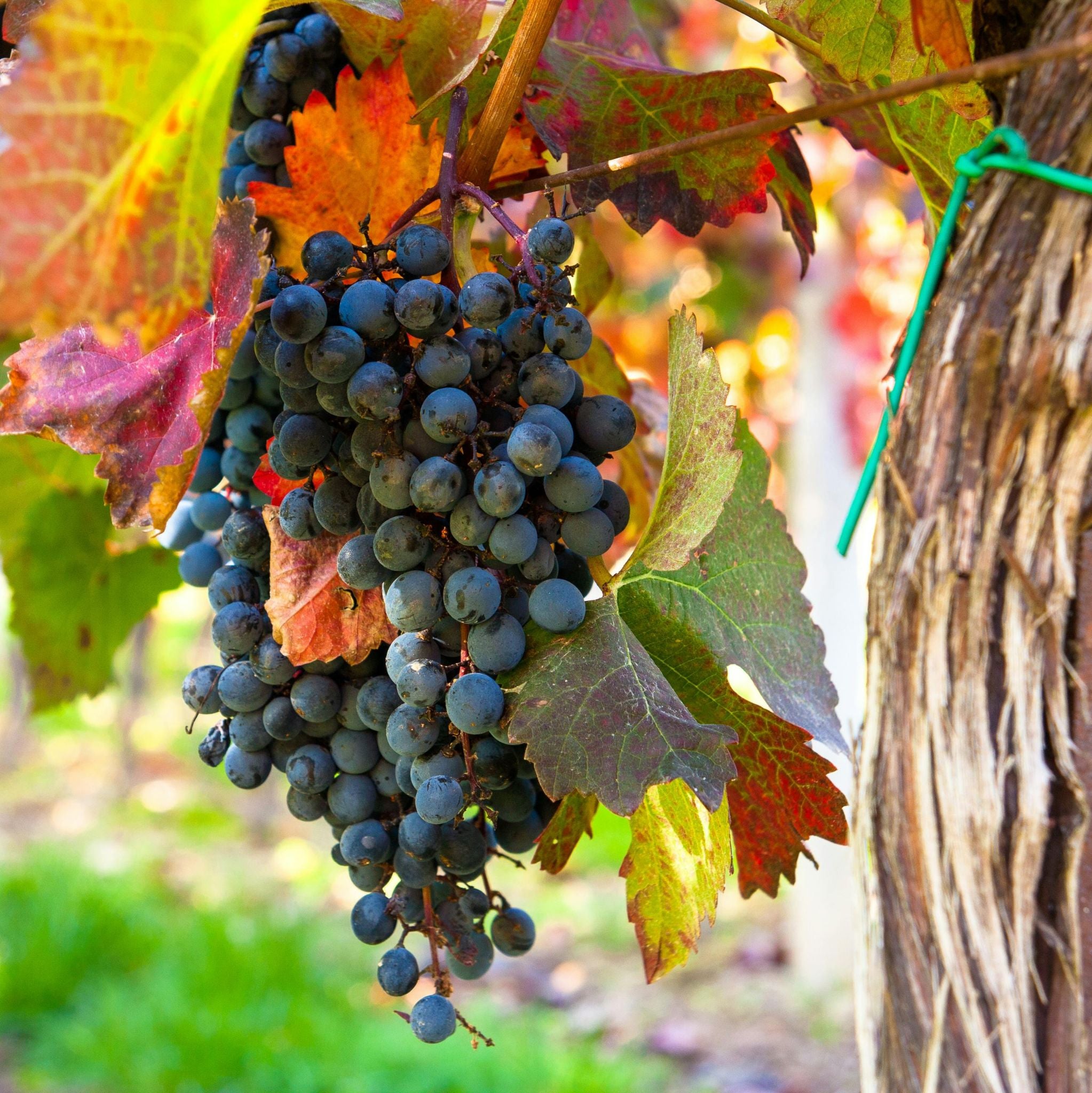 Roter Weinlaub Extrakt