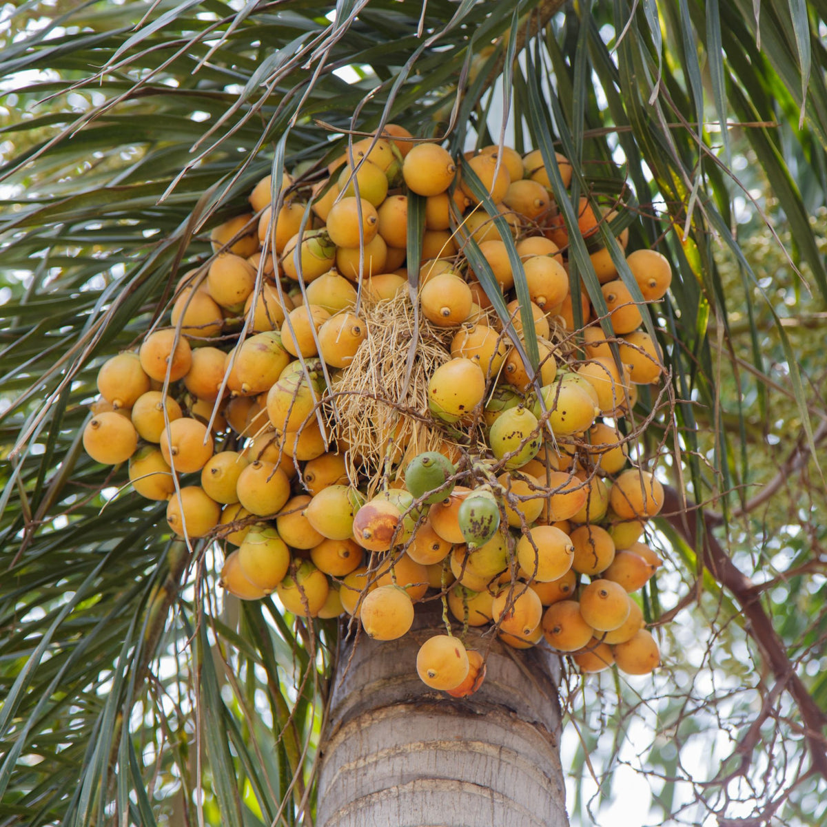 Palmkernöl kalt gepresst, desodoriert - 500 g