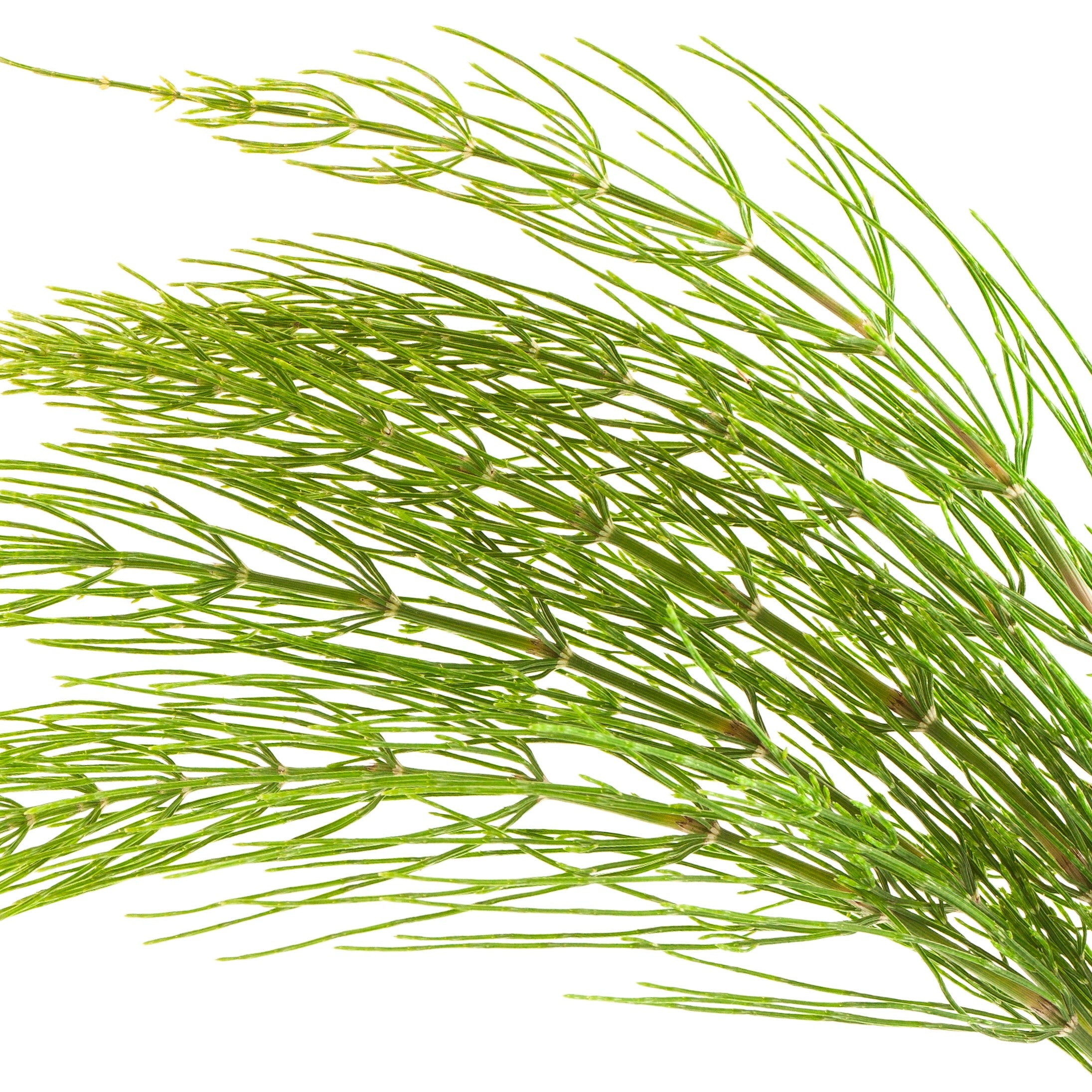 Field Horsetail Powder