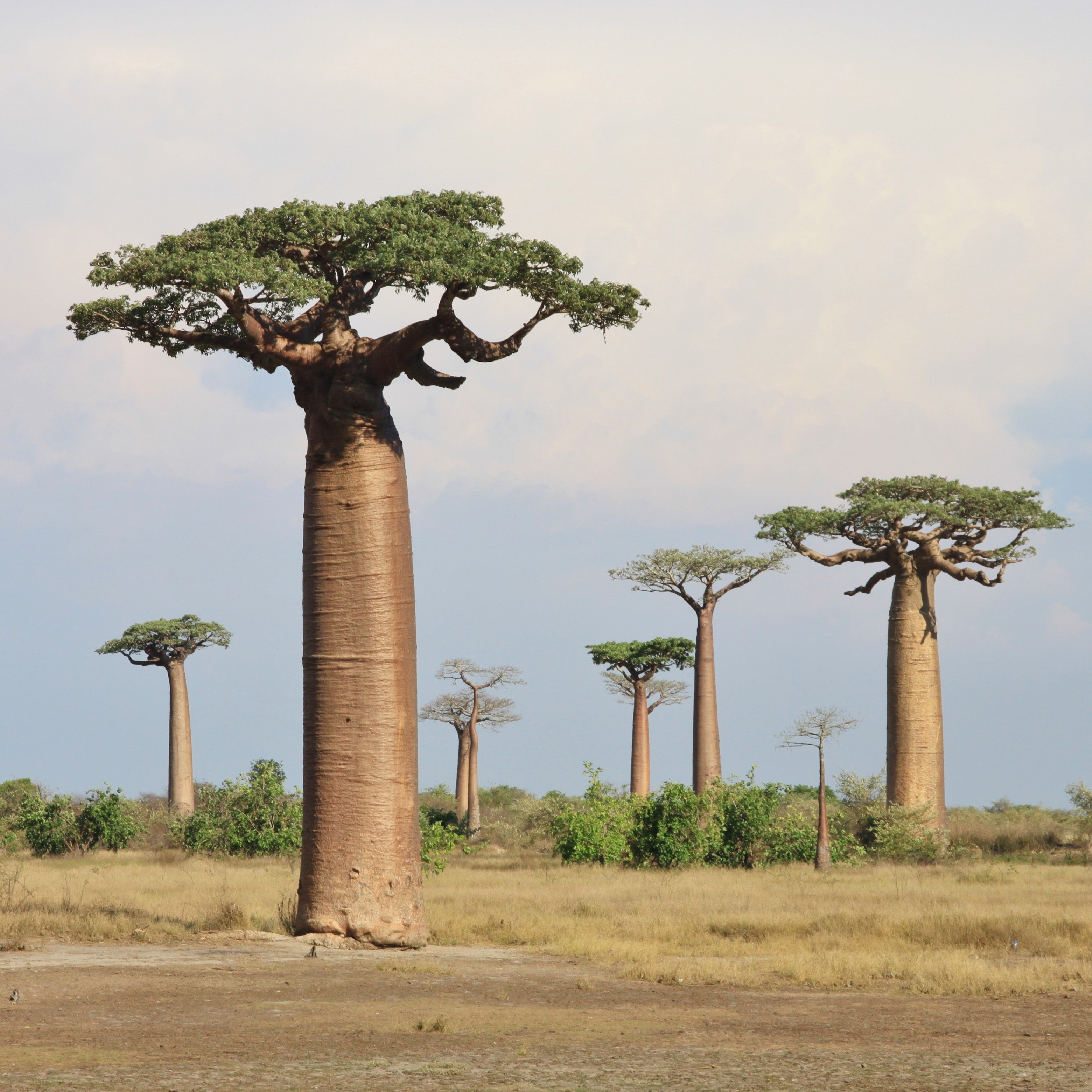 Baobab Oil cold pressed