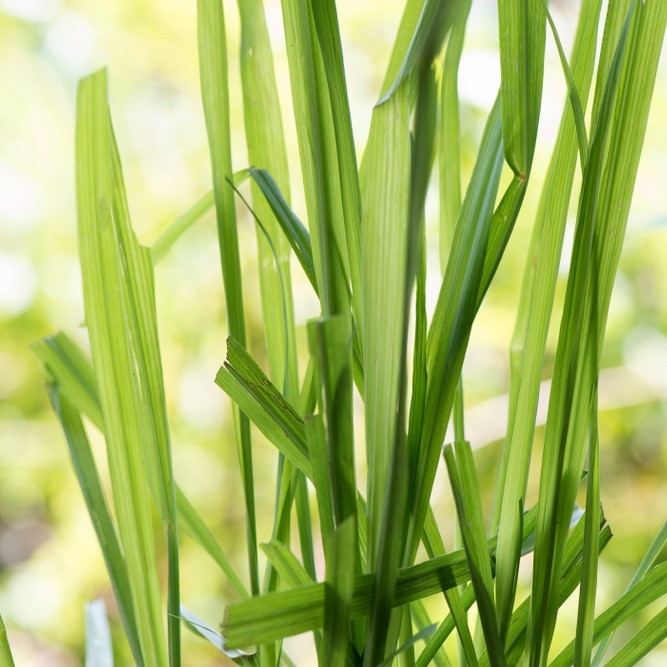 Citronella Essential Oil