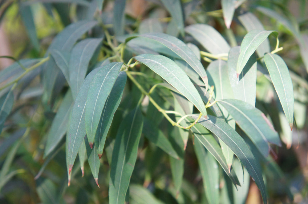 Eucalyptus Australiana Essential Oil