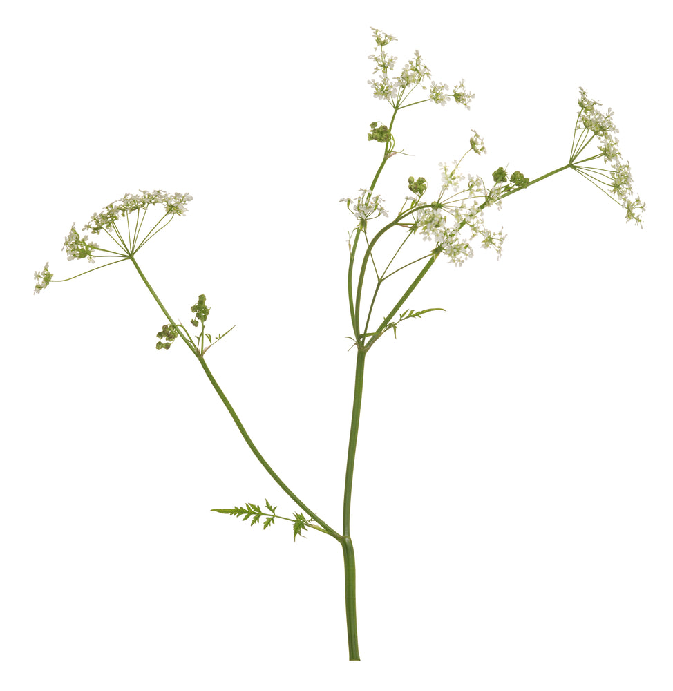 Fenchel Süß 10 ml, ätherisches Öl