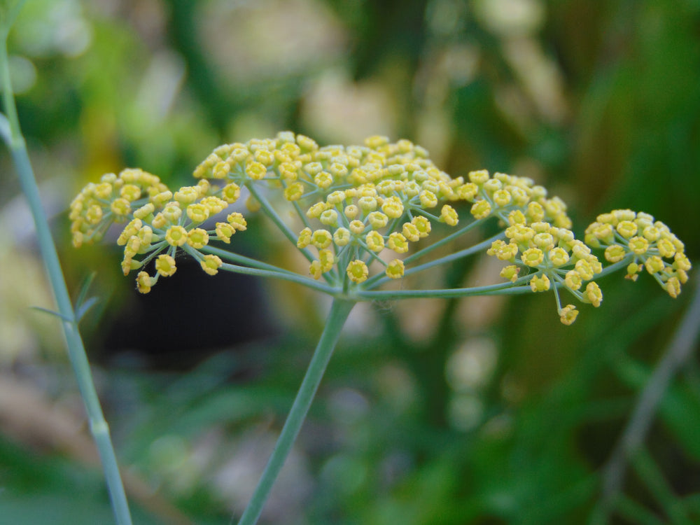 Fenchel Süß 10 ml, ätherisches Öl