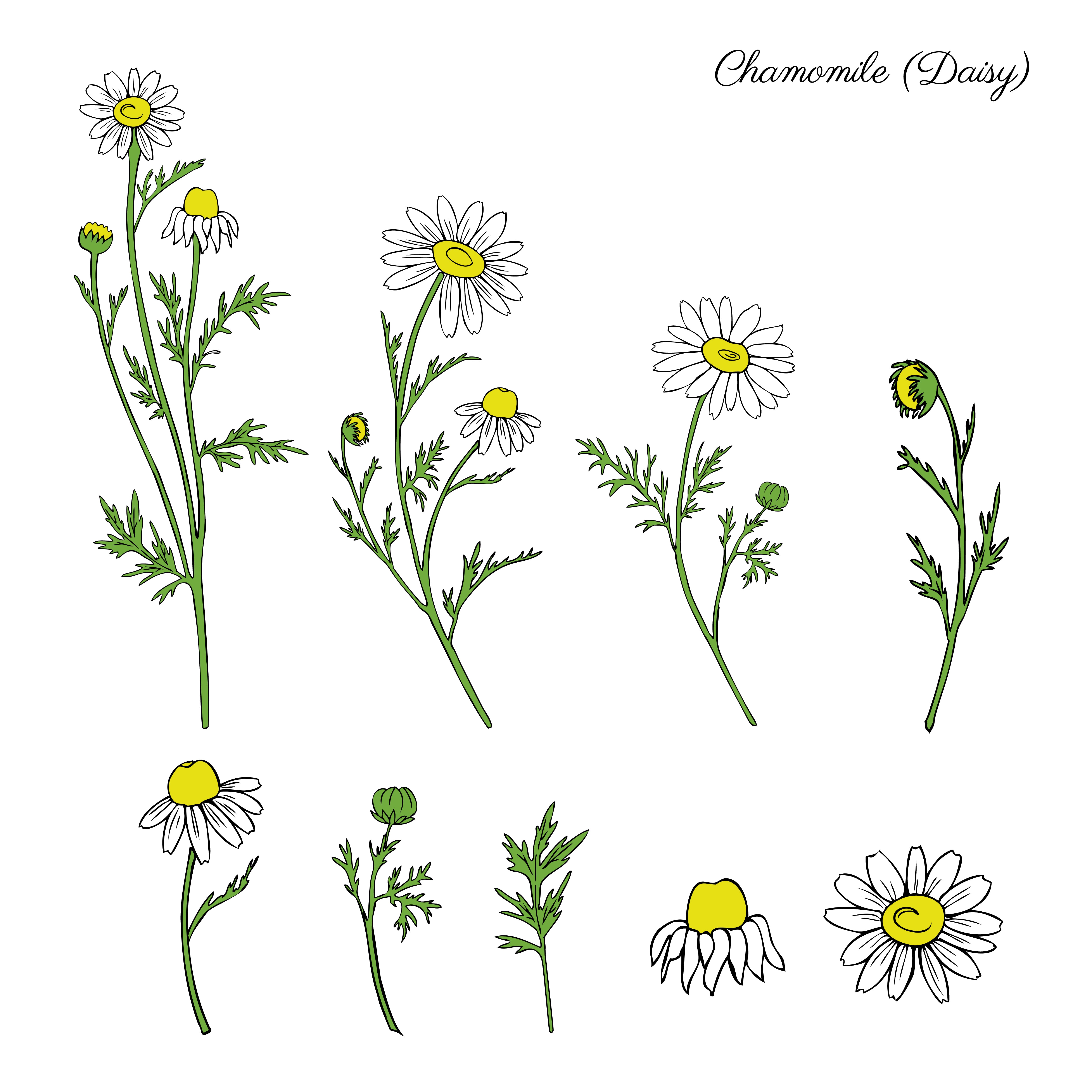 Chamomile Roman Essential Oil Dilution