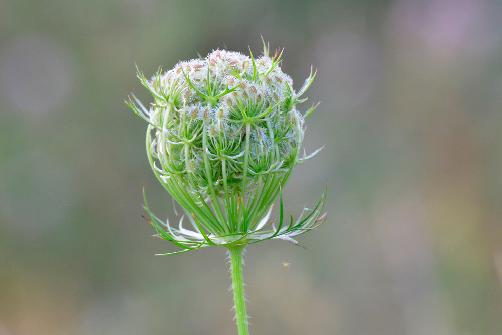 Carrot Seed Essential Oil