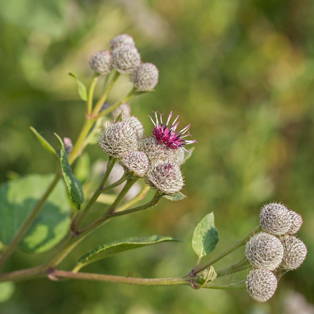 Klettenwurzelöl *BIO - Mazerat in Sonnenblumenöl