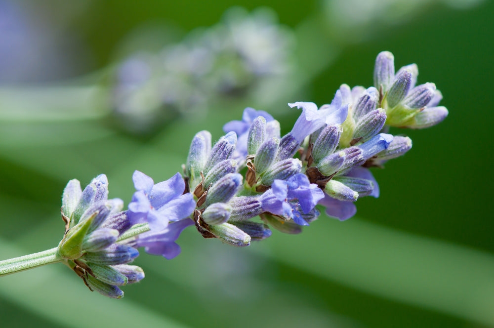 Lavender Organic Essential Oil