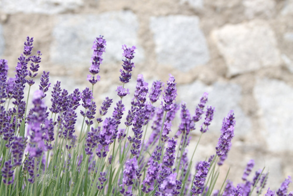 Lavender Organic Essential Oil