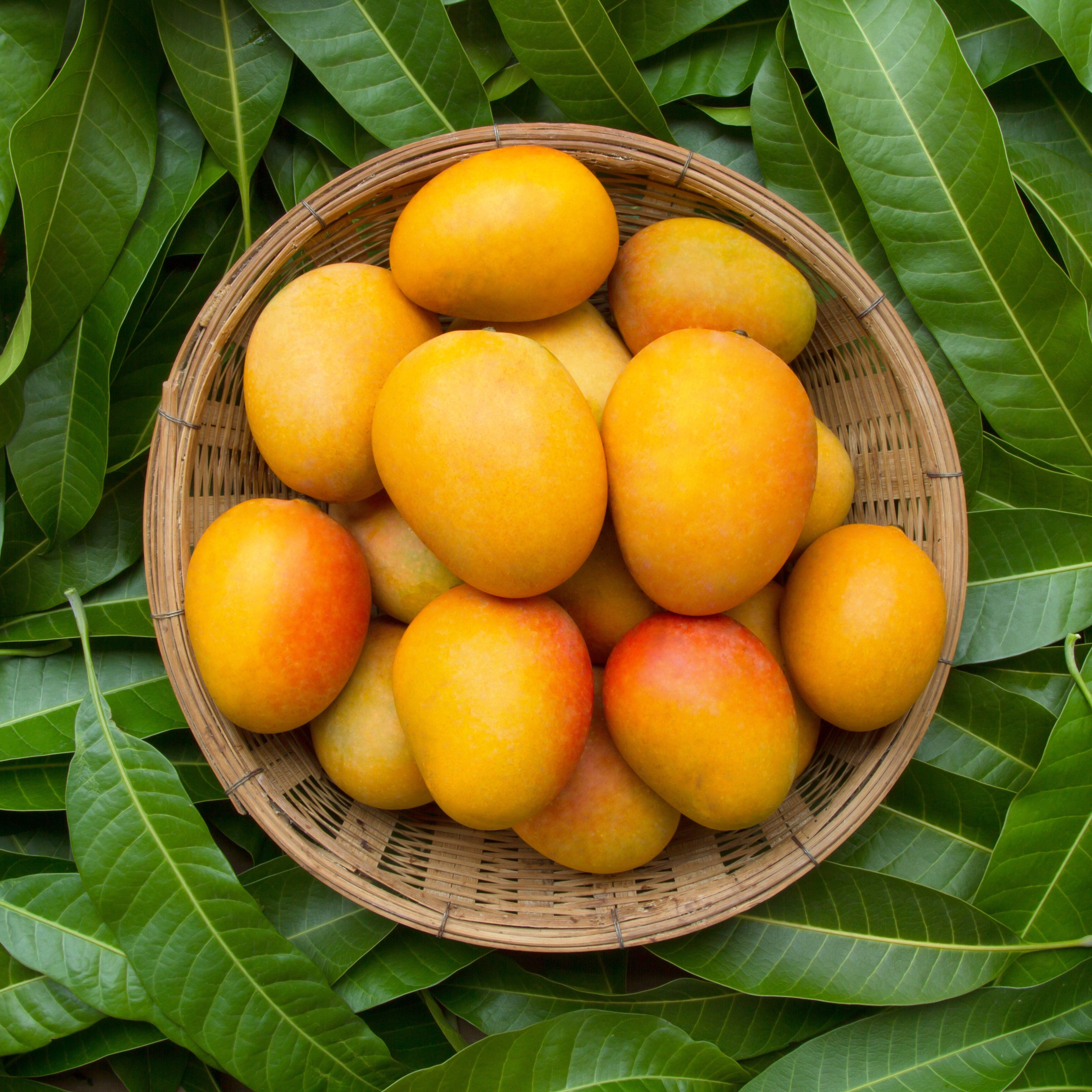 Mangobutter *BIO kalt gepresst, raffiniert
