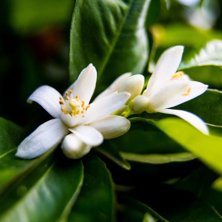 Neroli Naturident kosmetisches Duftöl