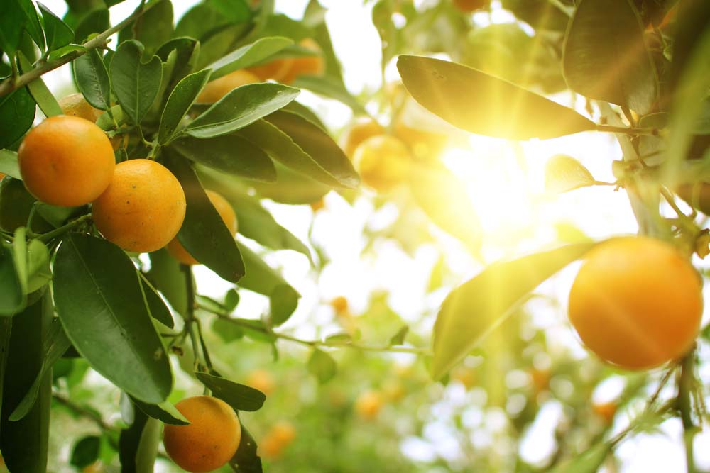 Reife Orangen an einem Baum, beleuchtet von strahlendem Sonnenlicht, umgeben von grünen Blättern
