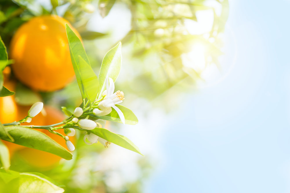 Orange Sweet Essential Oil