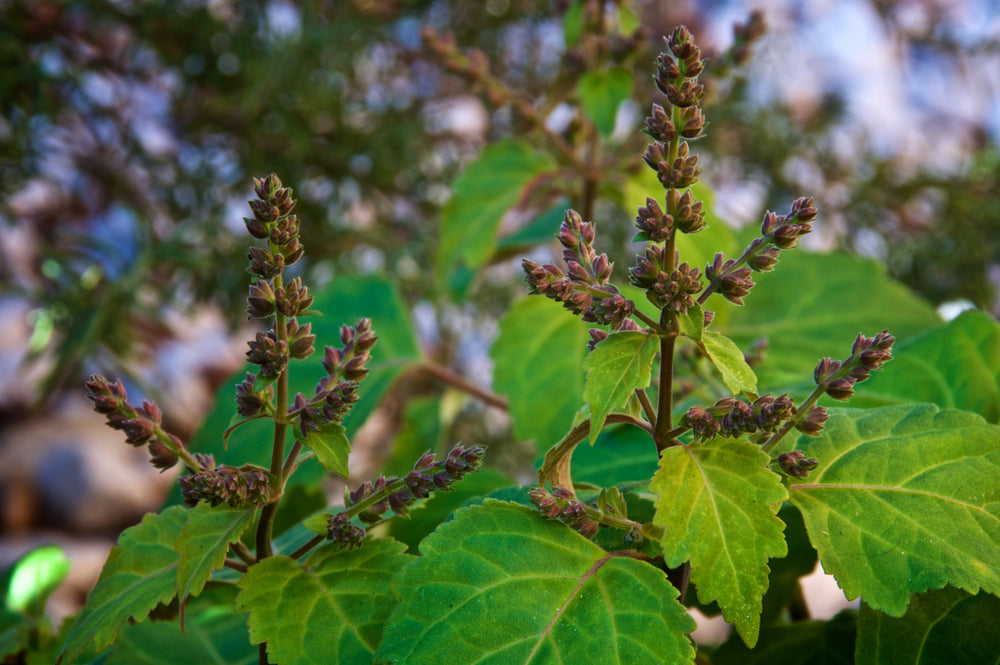 Patchouli Organic Essential Oil