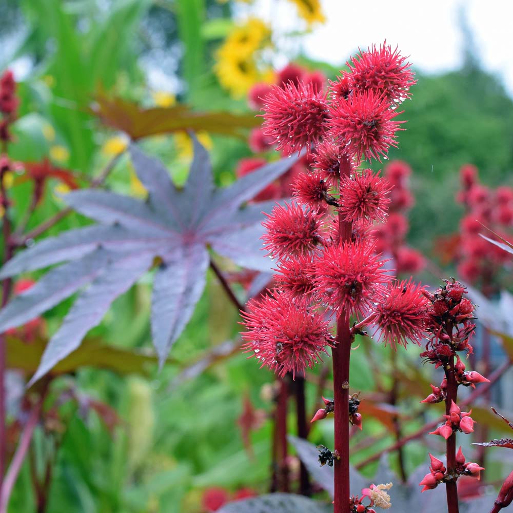 Rote, stachelige Früchte einer Pflanze im Garten, umgeben von grüner und violetter Vegetation