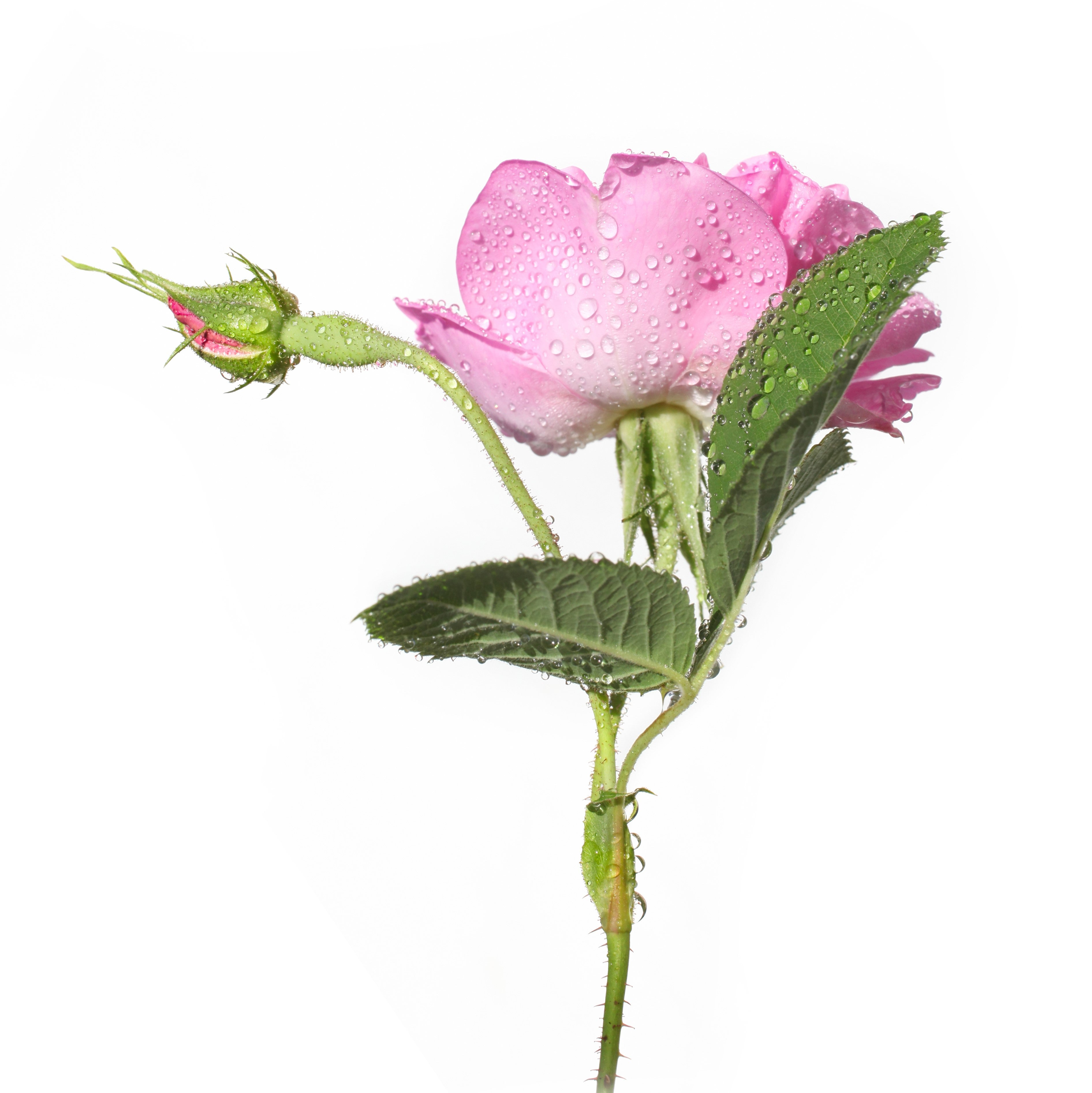 Rose Blossom Hydrosol Organic - from Bulgaria