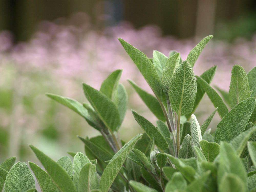 Sage Dalmatian Essential Oil