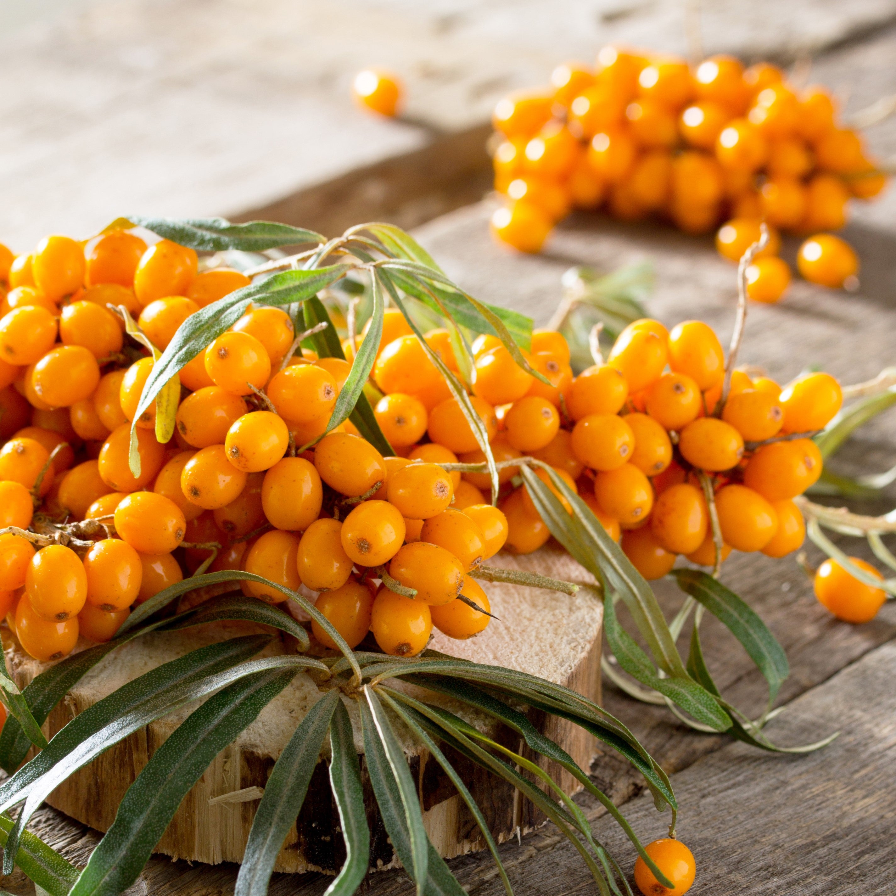 Sea Buckthorn Oil cold pressed