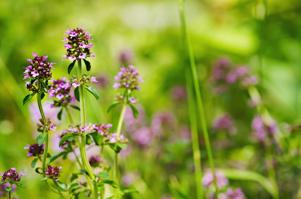 Thyme White Essential Oil