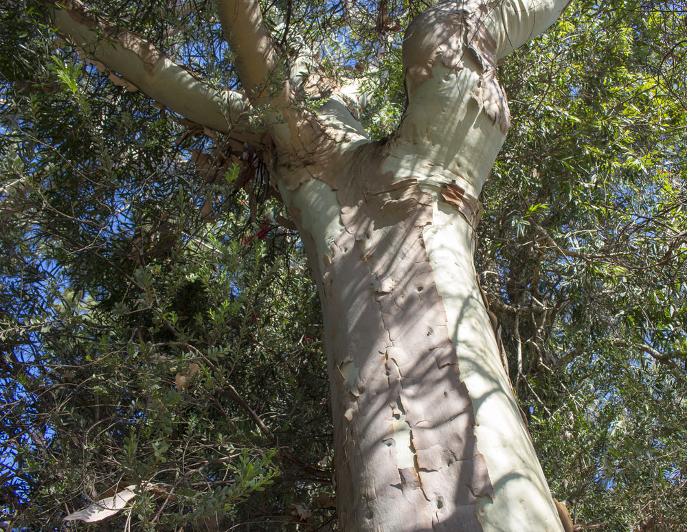 Eucalyptus Citriodora Essential Oil