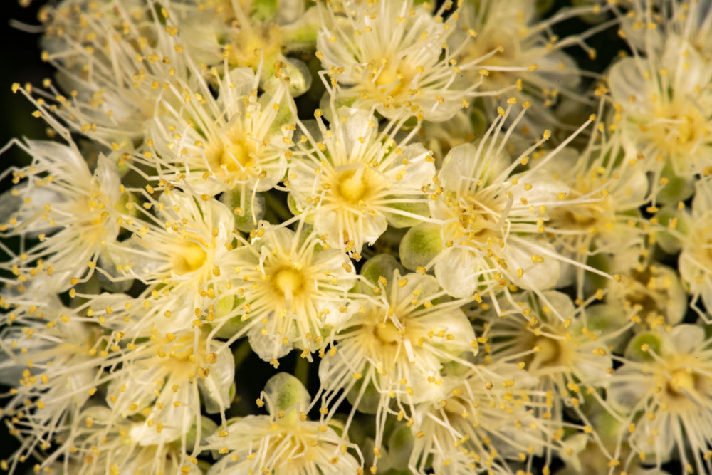 Lemon Myrtle Essential Oil