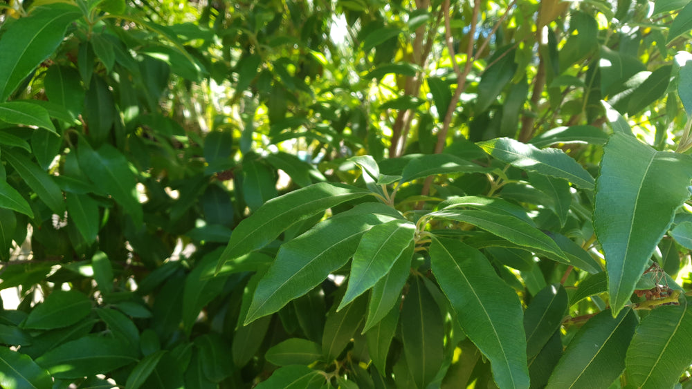 Lemon Myrtle Essential Oil