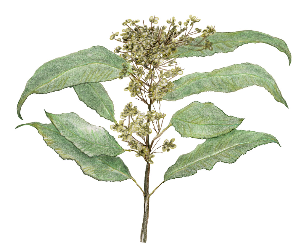 Lemon Myrtle Essential Oil