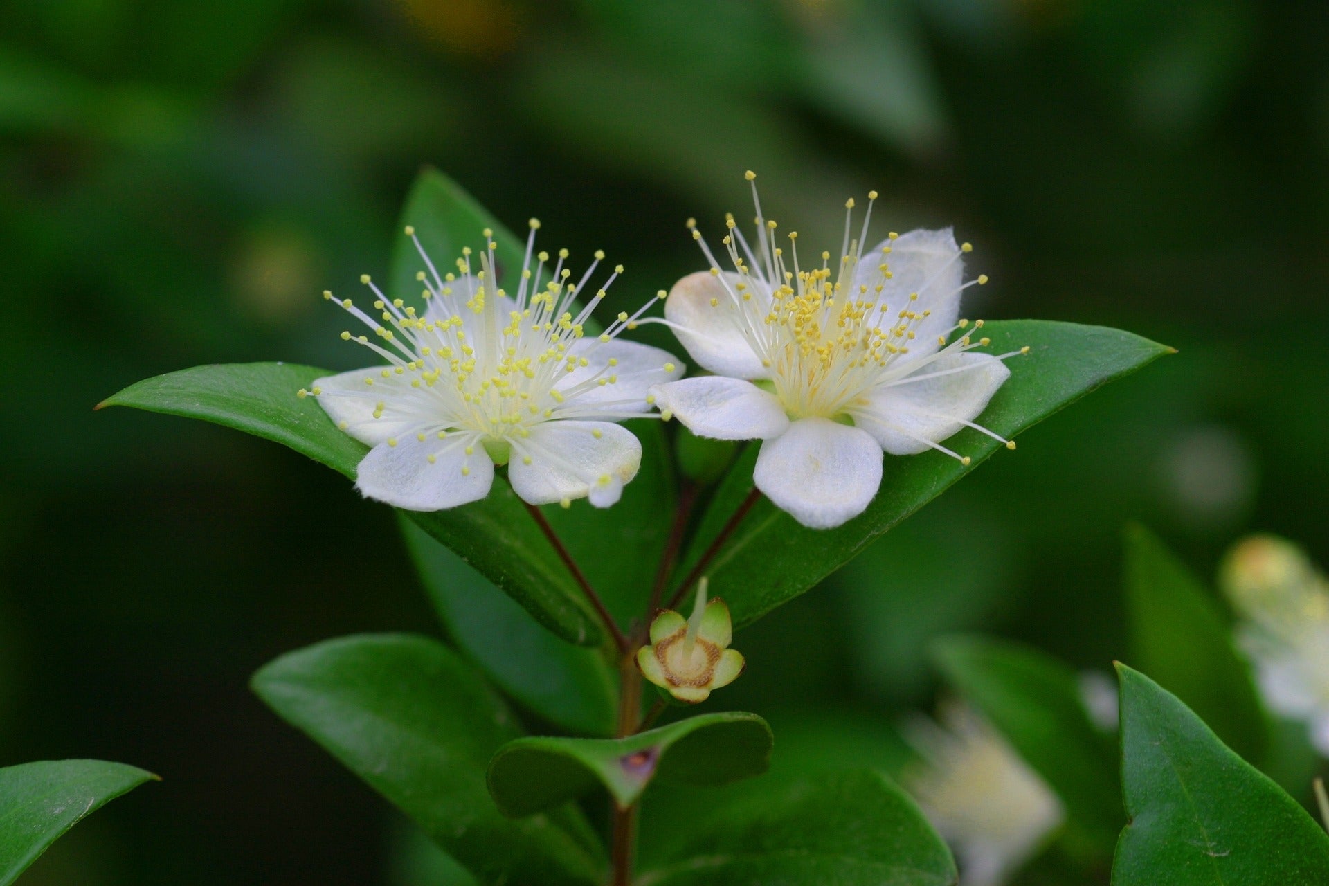 Lemon Myrtle Essential Oil