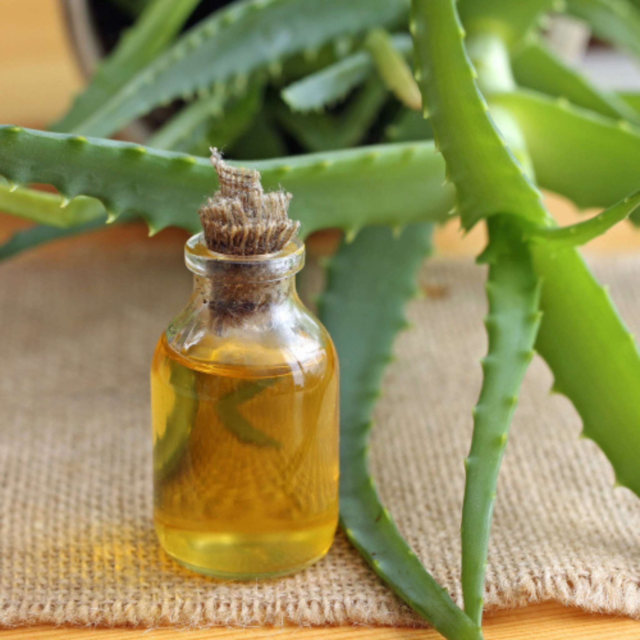 Aloe Vera Öl – Mazerat in Sojaöl