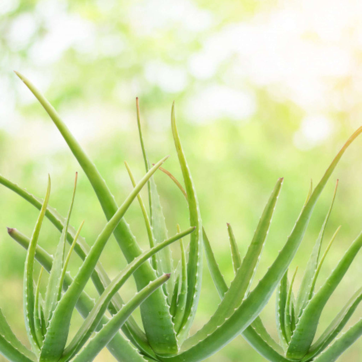 aloe pulver Aloe Vera Pulver 200:1 10 g