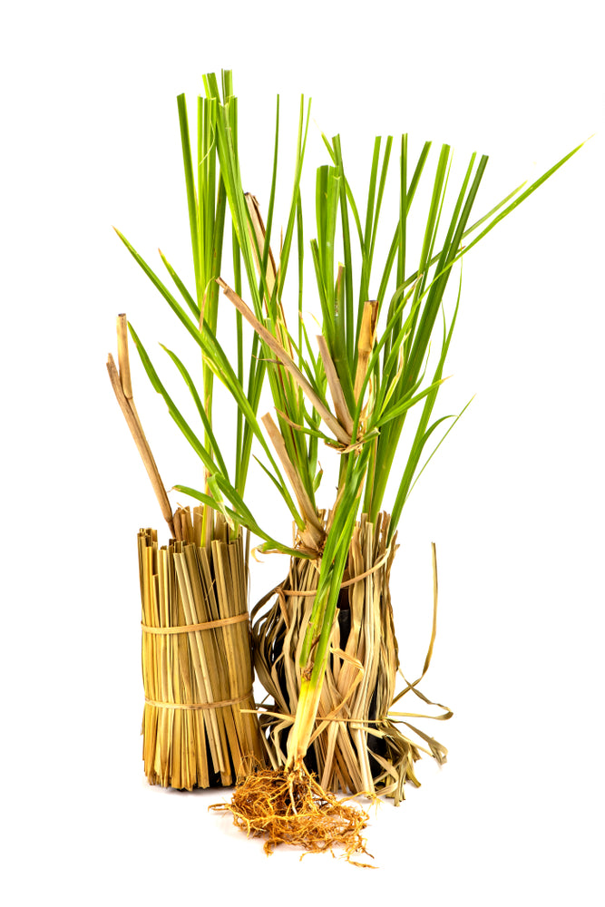 Vetiver Essential Oil