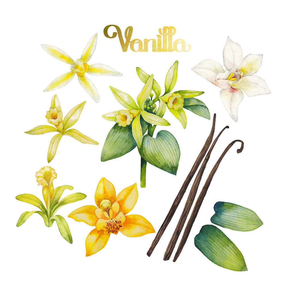 Vanilla Co2 Essential Oil Dilution