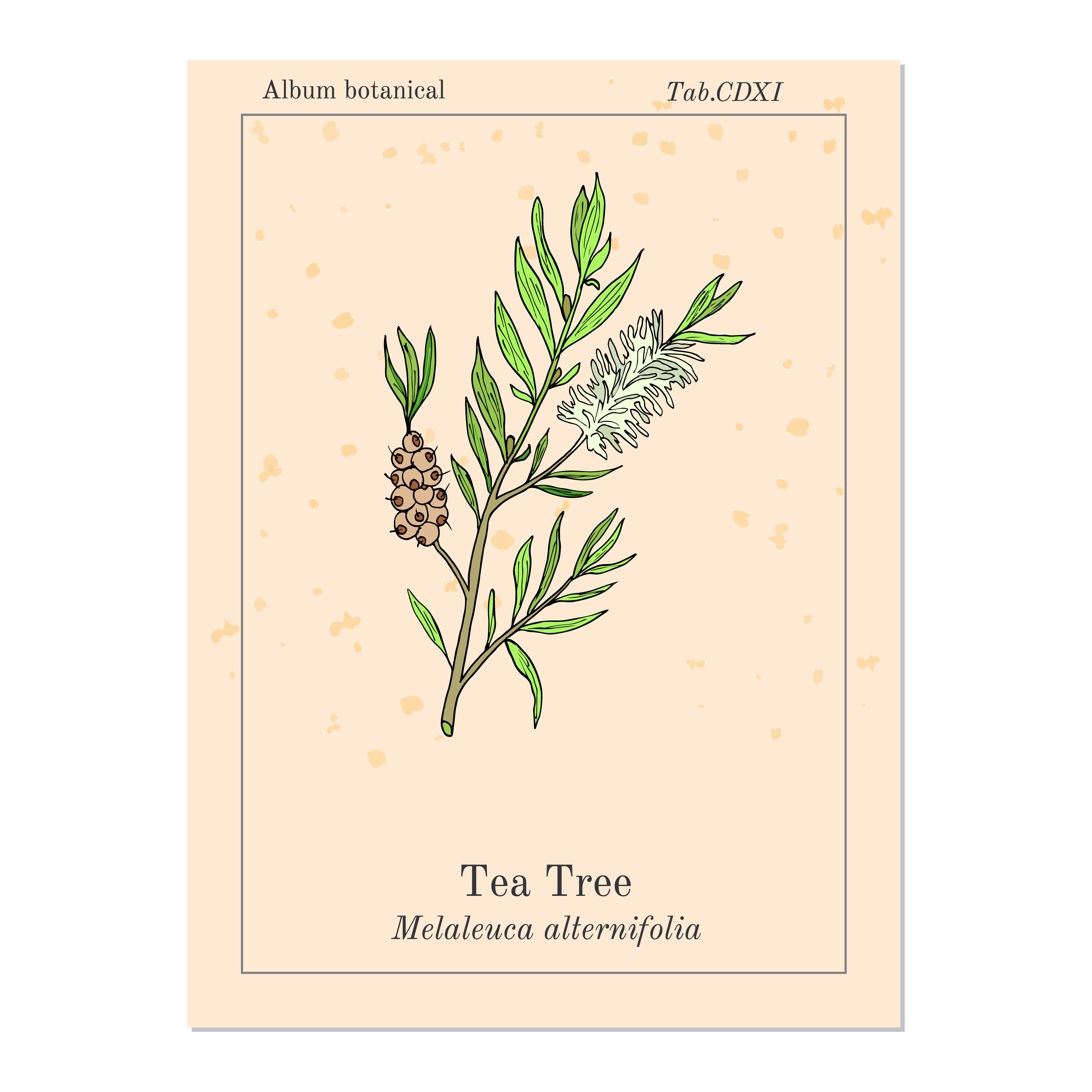 Teebaum, ätherisches Öl
