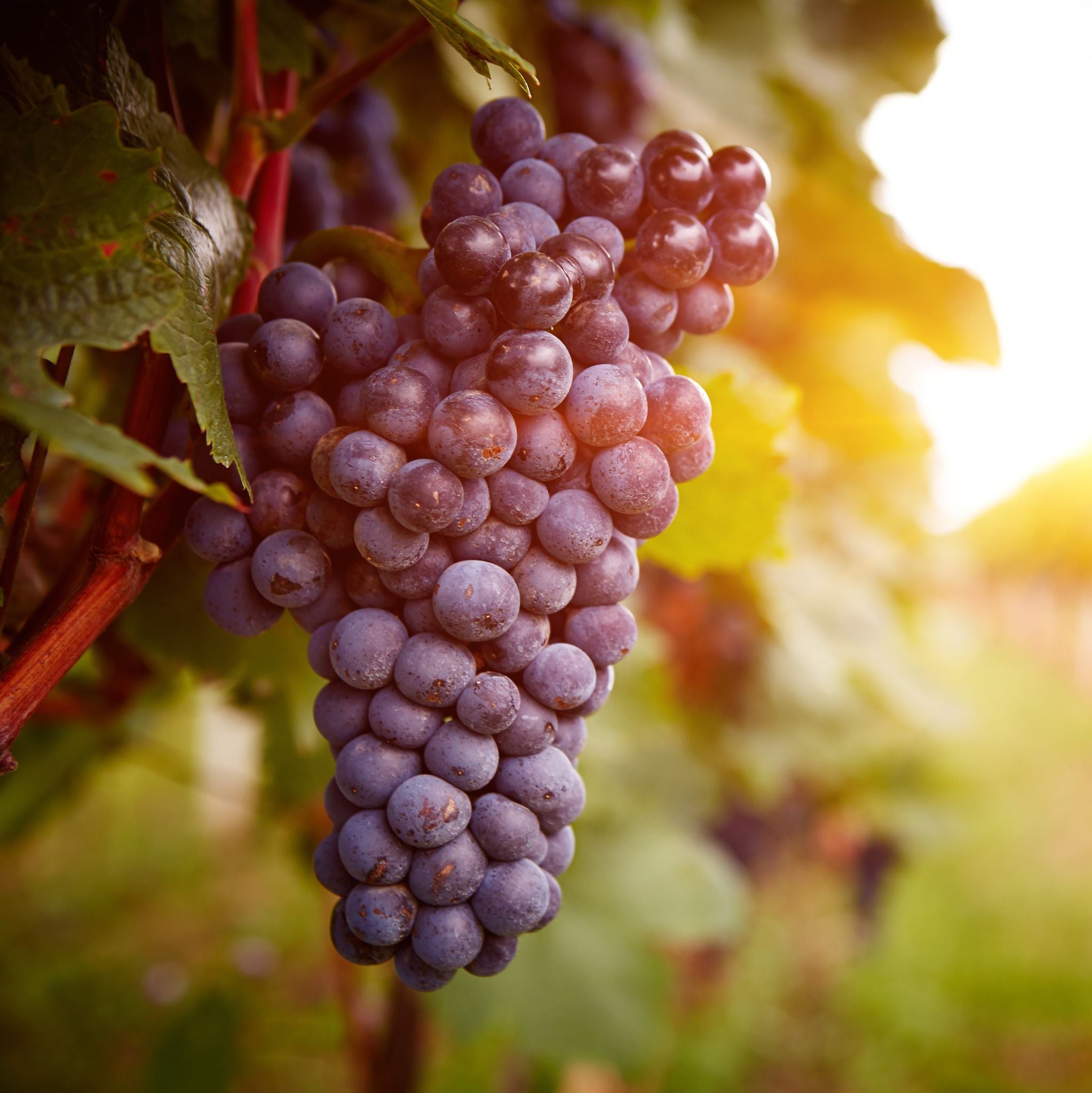 Grapeseed Oil Organic cold pressed